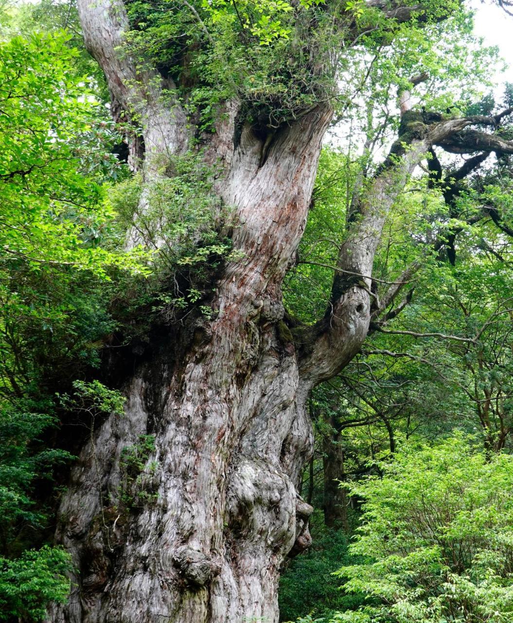 Hotel Yakushima Sanso מראה חיצוני תמונה